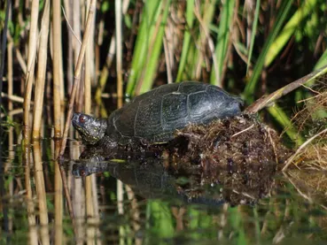 tortue-cistude-marais-sainte-eulalie-en-born