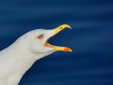 marre-marre-marre-spectacle-mediatheque-biscarrosse-mouette