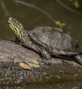 credit-ralphi-tortue-cistude-europe-exposition-sainte-eulalie-en-born