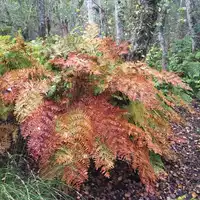 courant-et-foret-catherine-kwasniewski