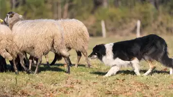 Concours chiens de troupeau sur brebis