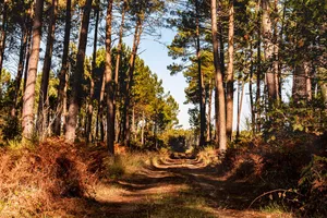 La forêt landaise